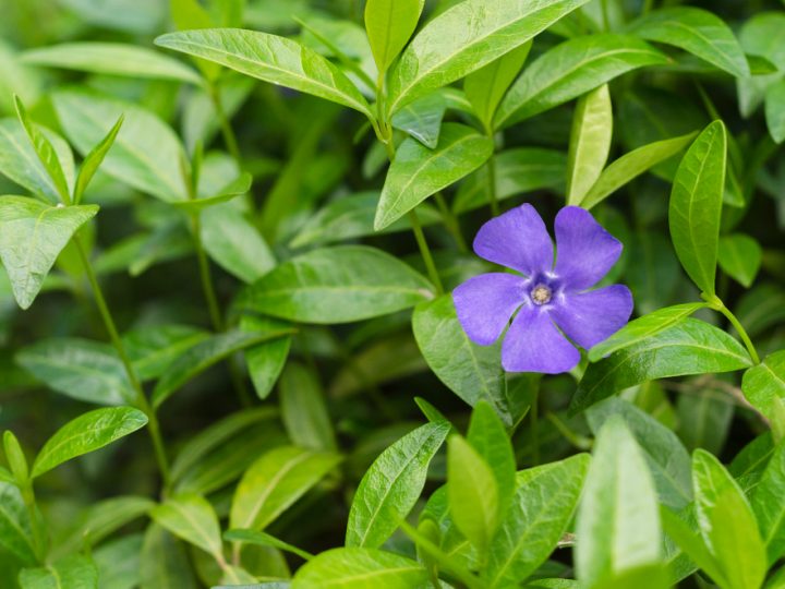 Plantes d&rsquo;ombre pour jardin : quelles espèces choisir et comment les entretenir