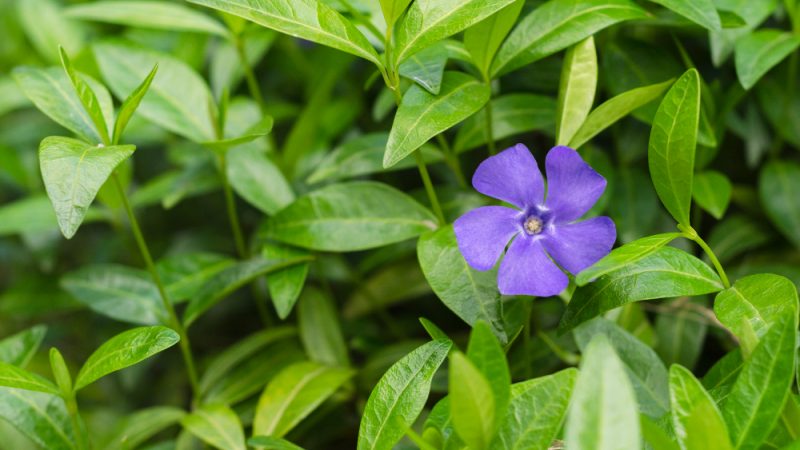 Plantes d&rsquo;ombre pour jardin : quelles espèces choisir et comment les entretenir
