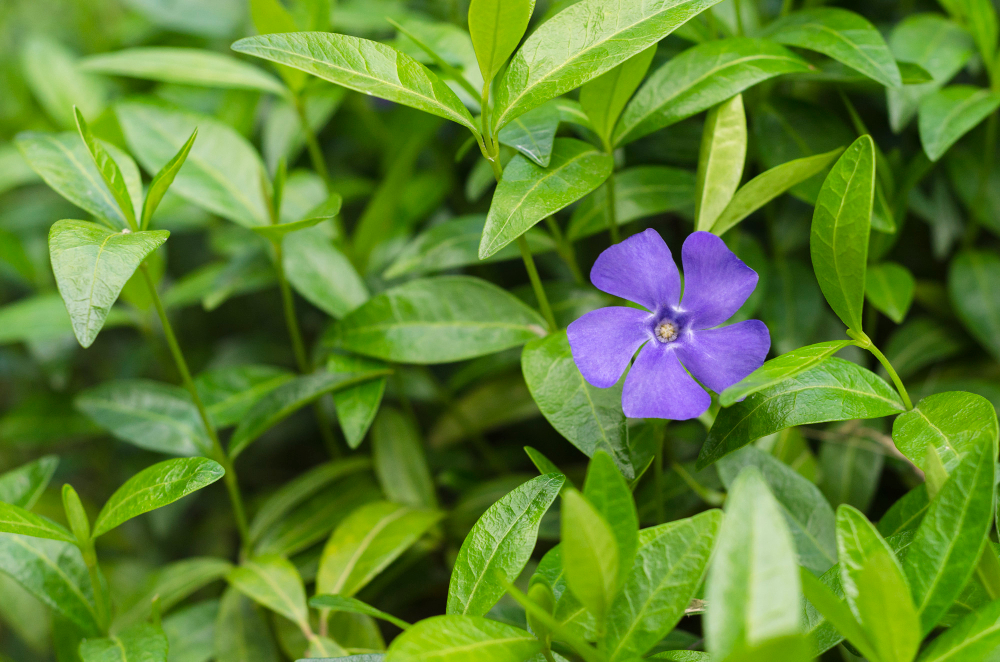 Plantes d&rsquo;ombre pour jardin : quelles espèces choisir et comment les entretenir