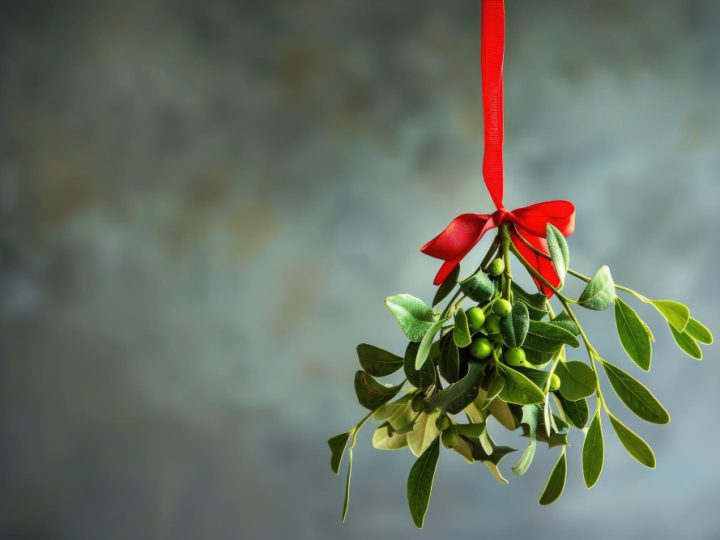 Quel est le prix d&rsquo;un olivier de 10 ans en 2026 ?