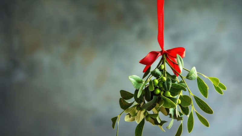 Quel est le prix d&rsquo;un olivier de 10 ans en 2026 ?