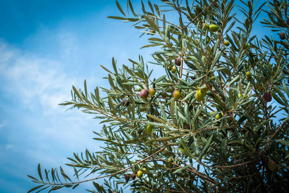  le prix d'un olivier de 10 ans