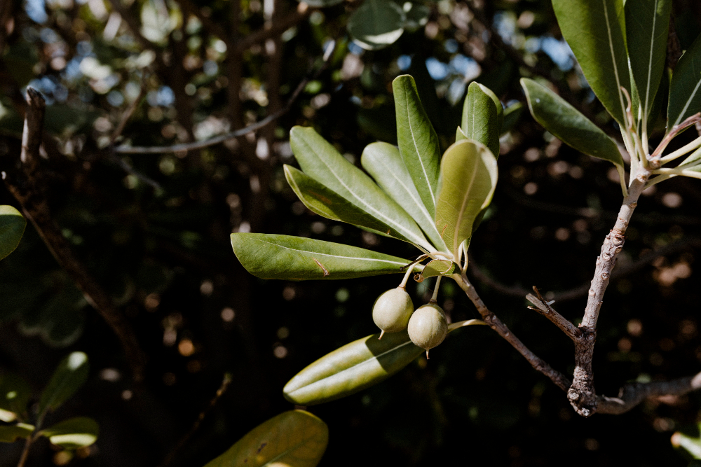  le prix d'un olivier