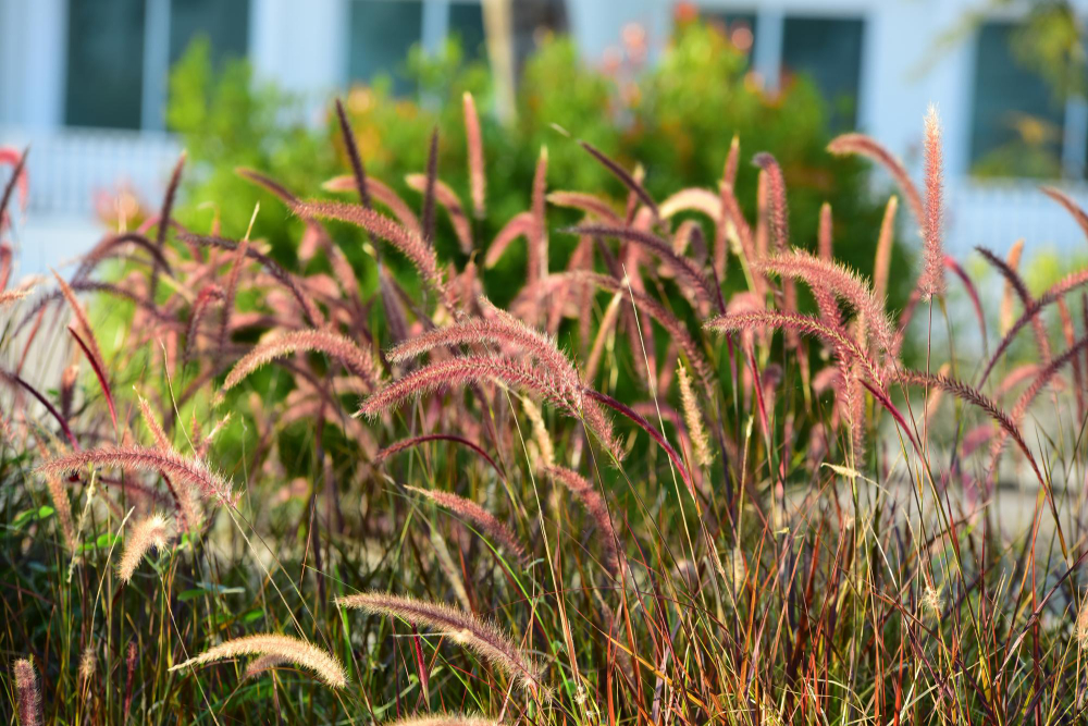 les Plantes d'ombre pour jardin 